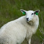 sheeps… we crossed their teritory