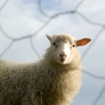sheep… one of many
