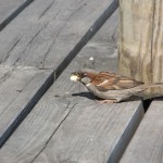 sparrow at the harbor