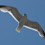 gull from the harbor