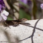 lizards, liming in the sun… we did the same