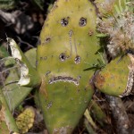 cactus with a grin… it seemed to know how the day would end
