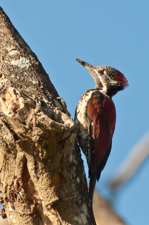 Indian Woodpecker