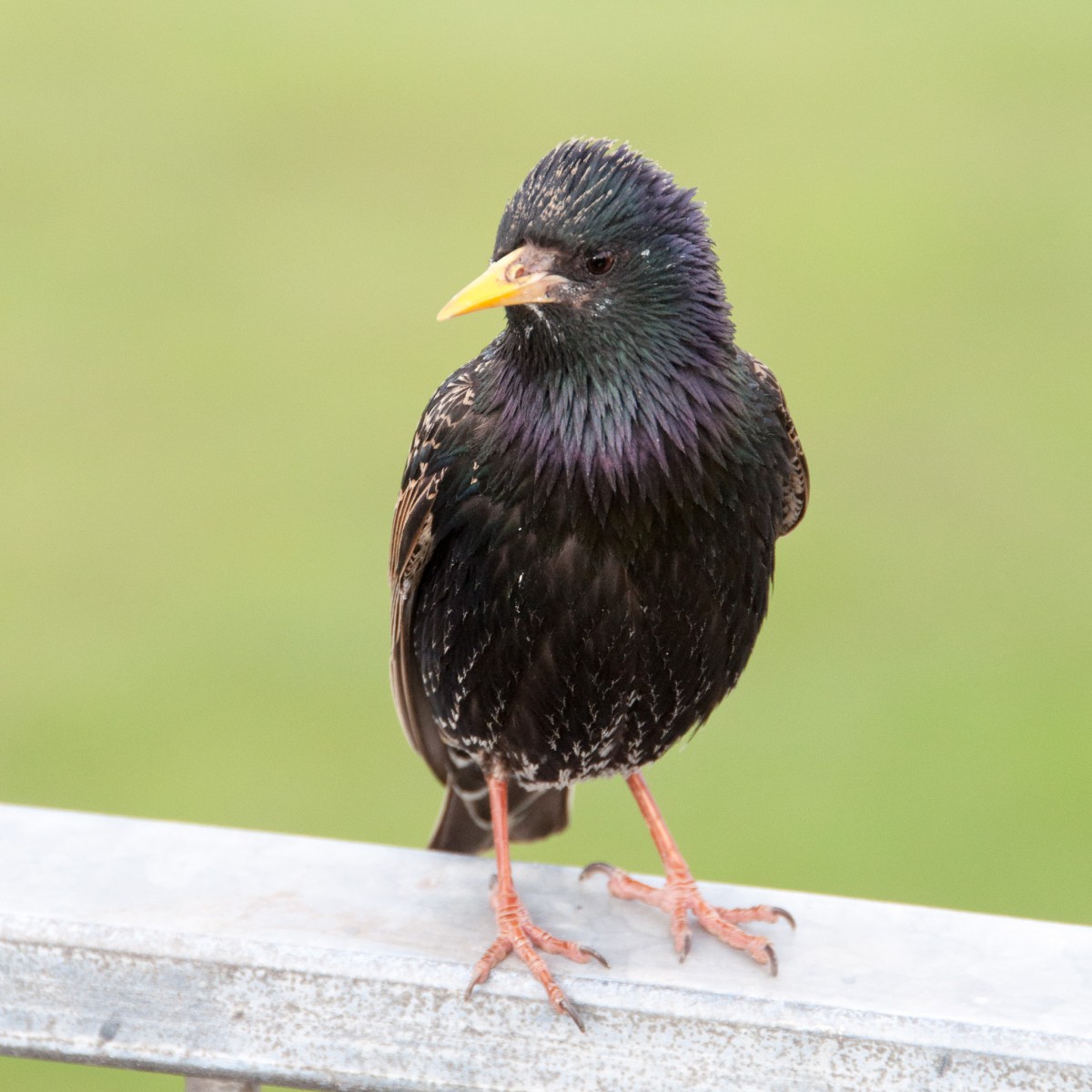 starling posing