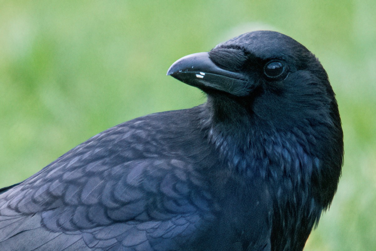 nut crow