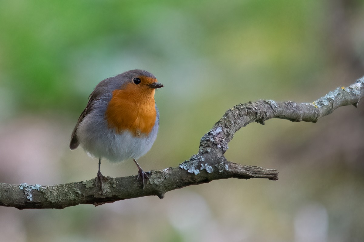 a moment with robins
