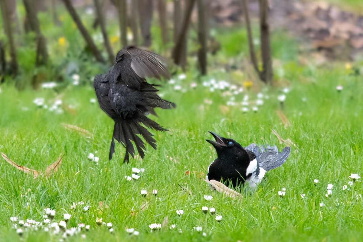magpie vs blackbird