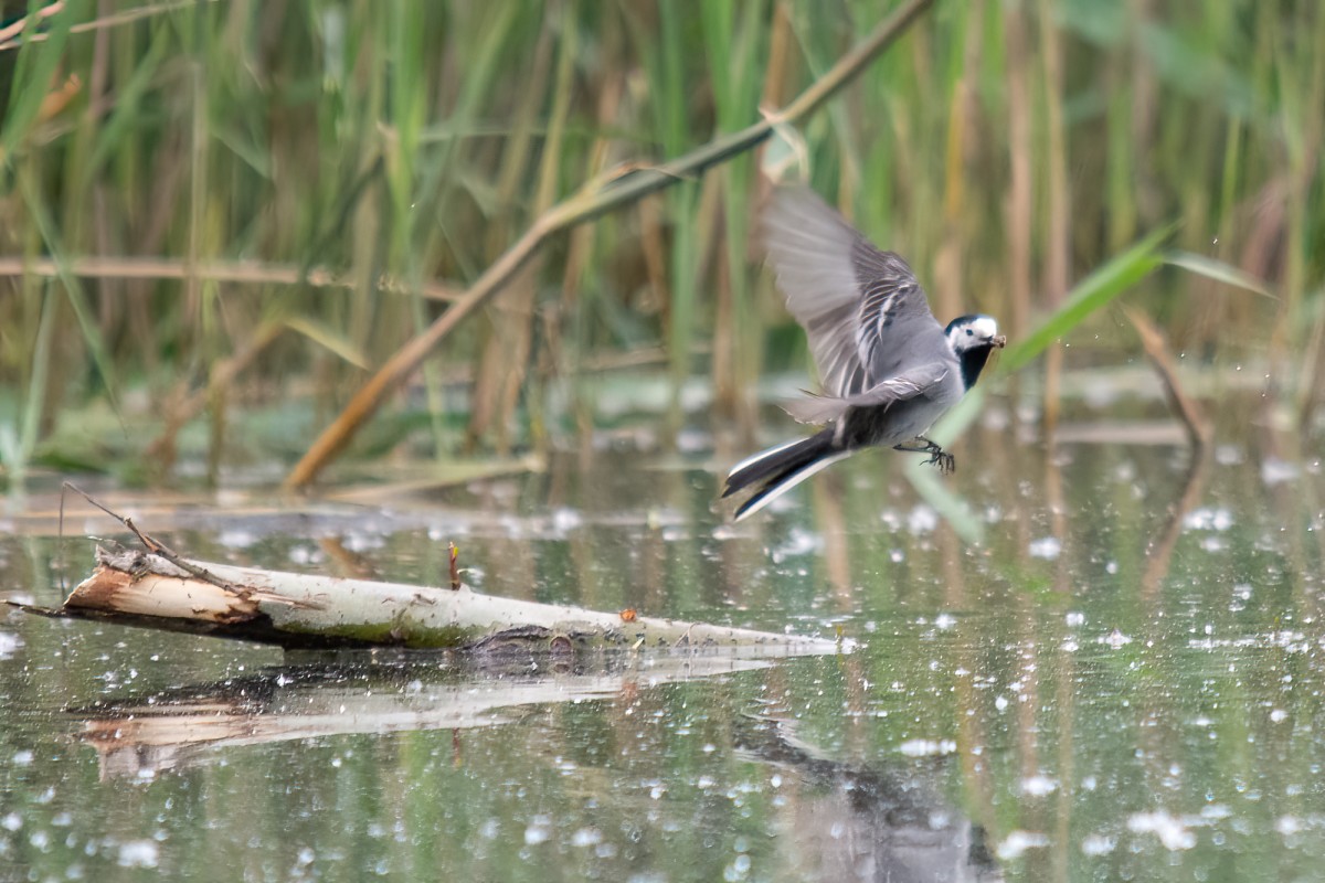 wagtail on the hunt