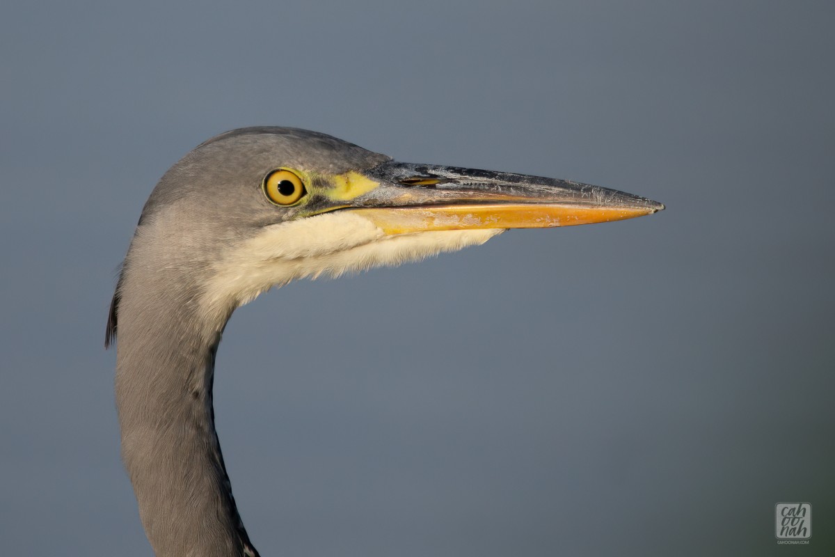 30 minutes with the grey heron